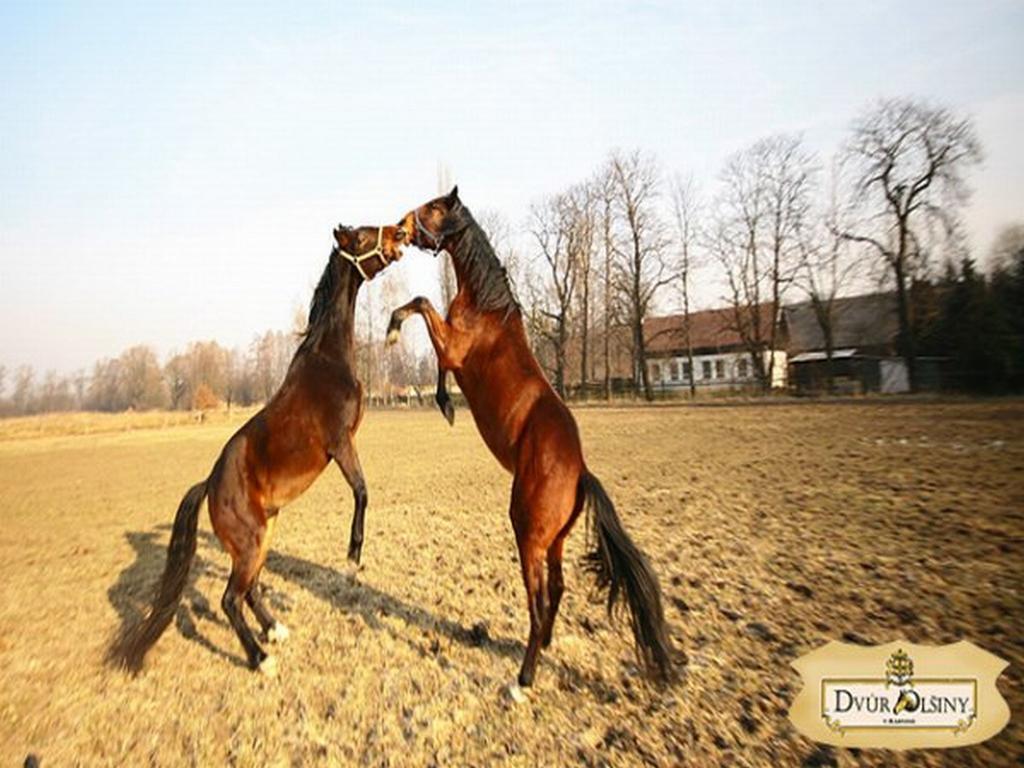 Dvůr Olšiny -Hotel&Horse-riding Karviná Buitenkant foto